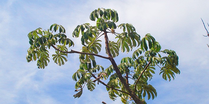 Embauba arvore medicinal nome cientifico